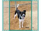 Boxer-Pointer Mix DOG FOR ADOPTION RGADN-1223724 - Echo - Boxer / Pointer /