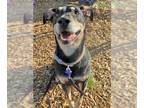 Australian Cattle Dog-Labrador Retriever Mix DOG FOR ADOPTION RGADN-1223759 -