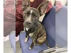 Boston Terrier Mix DOG FOR ADOPTION RGADN-1223771 - Kenny - Boston Terrier /