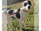 Border Collie Mix DOG FOR ADOPTION RGADN-1223786 - STELLA - Border Collie /