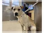 American Pit Bull Terrier DOG FOR ADOPTION RGADN-1223788 - Dog - Pit Bull