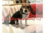 Beagle DOG FOR ADOPTION RGADN-1223792 - Charlotte IV - Beagle Dog For Adoption