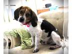 Beagle DOG FOR ADOPTION RGADN-1223793 - Henry II - Beagle Dog For Adoption