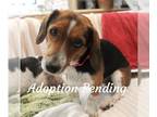 Beagle DOG FOR ADOPTION RGADN-1223794 - Squirt - Beagle Dog For Adoption
