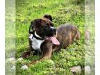 Boxer DOG FOR ADOPTION RGADN-1223807 - Gunner III - Boxer Dog For Adoption