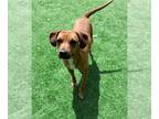 Rhodesian Ridgeback Mix DOG FOR ADOPTION RGADN-1223809 - Mia - Rhodesian