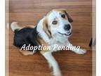 Beago DOG FOR ADOPTION RGADN-1223828 - Murray - Beagle / Golden Retriever /