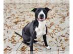 Great Dane-Labrador Retriever Mix DOG FOR ADOPTION RGADN-1223847 - DREIDEL -