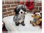 Australian Shepherd-Poodle (Toy) Mix DOG FOR ADOPTION RGADN-1223848 - Pebbles -