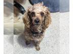 Poodle (Miniature) DOG FOR ADOPTION RGADN-1223859 - Buddy Brown - Poodle