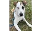 Adopt Laila a Mixed Breed