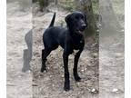 Labrador Retriever DOG FOR ADOPTION RGADN-1223893 - Pugsley - Labrador Retriever
