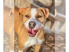 American Pit Bull Terrier DOG FOR ADOPTION RGADN-1223894 - Rocket - Pit Bull