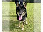 German Shepherd Dog-Siberian Husky Mix DOG FOR ADOPTION RGADN-1223901 - GRAHAM -