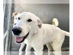 Labrador Retriever DOG FOR ADOPTION RGADN-1223906 - FOXTROT - Labrador Retriever