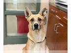 Carolina Dog Mix DOG FOR ADOPTION RGADN-1223912 - BAILEY - Carolina Dog / Mixed