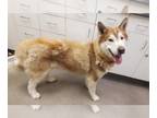 Siberian Husky DOG FOR ADOPTION RGADN-1223918 - WALDO - Siberian Husky (medium