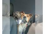 Red Heeler-Staffordshire Bull Terrier Mix DOG FOR ADOPTION RGADN-1223919 -