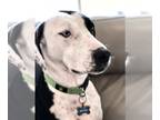 Dalmatian-Labrador Retriever Mix DOG FOR ADOPTION RGADN-1223920 - Buster -
