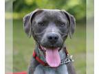 Labmaraner DOG FOR ADOPTION RGADN-1223923 - Will - Weimaraner / Labrador