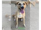 Labrador Retriever Mix DOG FOR ADOPTION RGADN-1223926 - XP Prince in Texas -