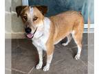 Border Collie Mix DOG FOR ADOPTION RGADN-1223935 - XP Ferris in Texas - Border