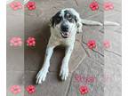Catahoula Leopard Dog Mix DOG FOR ADOPTION RGADN-1223937 - XP Skylar in Texas -
