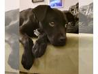 Labrador Retriever Mix DOG FOR ADOPTION RGADN-1223939 - Yurban - Labrador