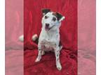 Beagle Mix DOG FOR ADOPTION RGADN-1223940 - Hibiscus - Beagle / Australian