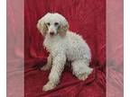 Aussiedoodle Miniature DOG FOR ADOPTION RGADN-1223947 - Pugsley - Poodle