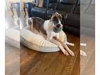 Bull Terrier-Great Dane Mix DOG FOR ADOPTION RGADN-1223971 - Oscar - Great Dane