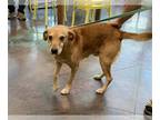 Golden Retriever DOG FOR ADOPTION RGADN-1223976 - WAYNE - Golden Retriever