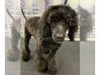 Lhasa Apso Mix DOG FOR ADOPTION RGADN-1223979 - Josie - Poodle (unknown type) /