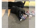 Labrador Retriever Mix DOG FOR ADOPTION RGADN-1223987 - Scotty - Labrador