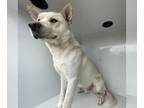 Huskies Mix DOG FOR ADOPTION RGADN-1223997 - HILO - Husky / Mixed (medium coat)