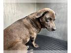 Beagle Mix DOG FOR ADOPTION RGADN-1224001 - CODY - Beagle / Mixed (medium coat)