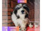 Bearded Collie-Havanese Mix DOG FOR ADOPTION RGADN-1224059 - Olivia - Havanese /