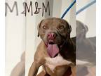 American Pit Bull Terrier Mix DOG FOR ADOPTION RGADN-1224094 - M&M - Pit Bull