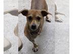 Doxle DOG FOR ADOPTION RGADN-1224102 - Honey - Beagle / Dachshund / Mixed (short