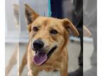 Retriever Mix DOG FOR ADOPTION RGADN-1224122 - Sadie - Retriever / Terrier /