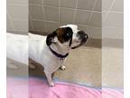 Boxer DOG FOR ADOPTION RGADN-1224132 - Rashida - Boxer Dog For Adoption