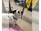 Boxer DOG FOR ADOPTION RGADN-1224133 - Pansy - Boxer Dog For Adoption