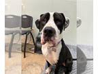 Great Dane Mix DOG FOR ADOPTION RGADN-1224145 - Marco - Great Dane / Mixed