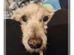 Wheaten Terrier Mix DOG FOR ADOPTION RGADN-1224180 - Cody White - Poodle