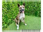 American Pit Bull Terrier-Huskies Mix DOG FOR ADOPTION RGADN-1224198 - DENVER -