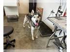 Mix DOG FOR ADOPTION RGADN-1224200 - RICO - Husky (medium coat) Dog For