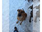 Catahoula Leopard Dog-Great Dane Mix DOG FOR ADOPTION RGADN-1224206 - HAPPY #2 -