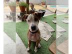 American Pit Bull Terrier-Beagle Mix DOG FOR ADOPTION RGADN-1224226 - PANCAKE #2