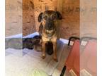 Border Terrier Mix DOG FOR ADOPTION RGADN-1224248 - Beauty - Border Terrier /