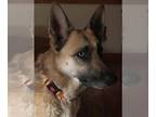 German Shepherd Dog Mix DOG FOR ADOPTION RGADN-1224250 - Maddie - German